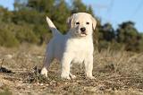 LABRADOR 675
